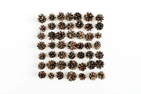Pine cones pattern on white background. Flat lay, top view. Stock Photos