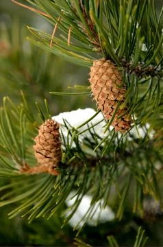 Pine cones Stock Photos