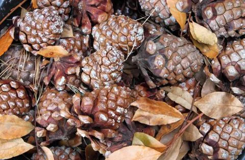 Pine cones Stock Photos