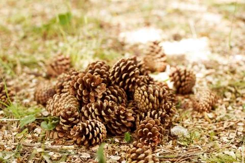 Pine cones Stock Photos