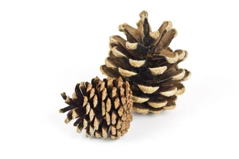 Pine cones 写真素材