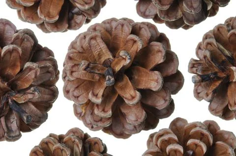 Pine cones Stock Photos