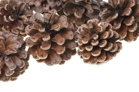 Pine cones Stock Photos
