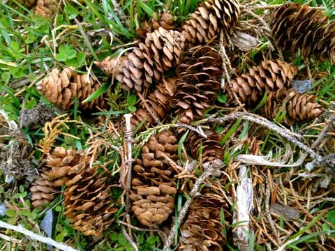Pine cones Stock Photos