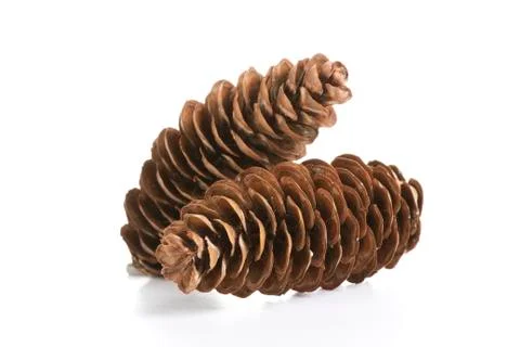 Pine cones Stock Photos