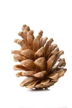 Pine cones Stock Photos