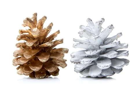 Pine cones Stock Photos