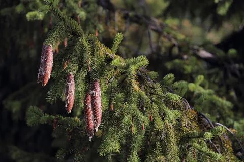 Pine cones Stock Photos