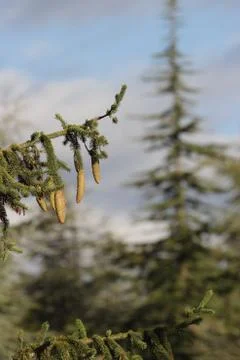 Pine cones Stock Photos