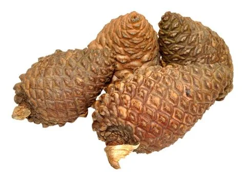 Pine Cones Stock Photos