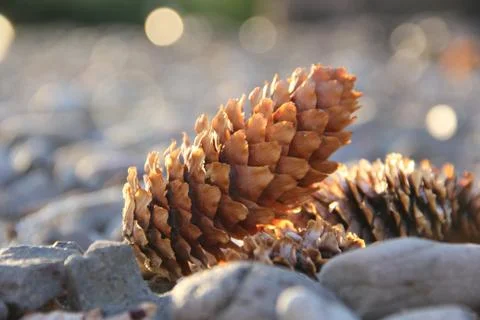 Pine Cones Stock Photos