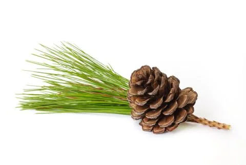 Pine cones. Stock Photos