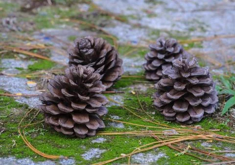 Pine cones. Fotos de archivo