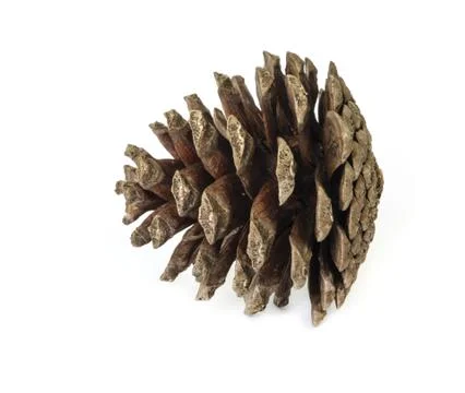 Pine cones. Photos