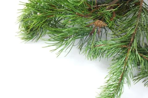 Pine with cones Stock Photos