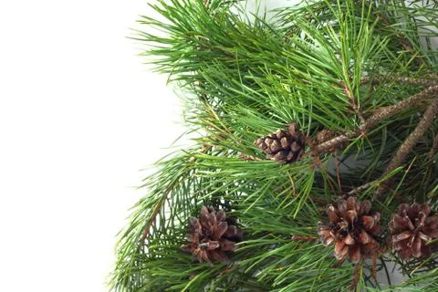 Pine with cones Stock Photos