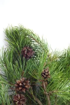 Pine with cones 库存照片