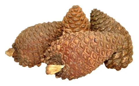 Pine Cones Stock Photos