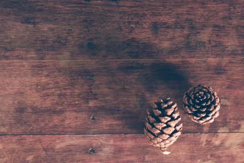 Pine cones Stock Photos