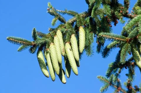 Pine cones Stock Photos