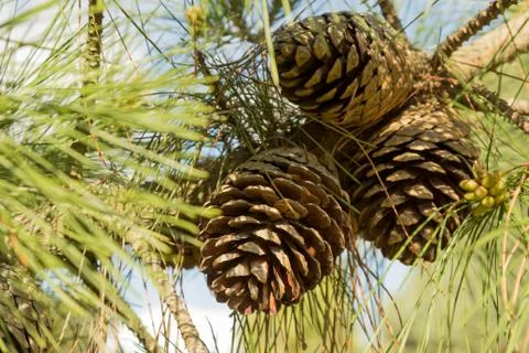 Pine cones 写真素材