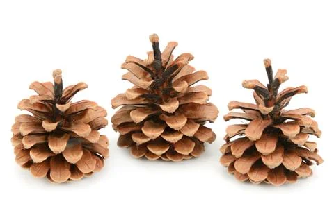 Pine cones Stock Photos
