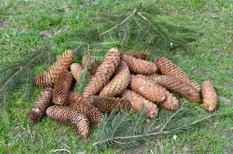 The Pine cones Stock Photos