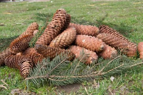 The Pine cones Foto stock