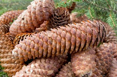 The Pine cones Stock Photos