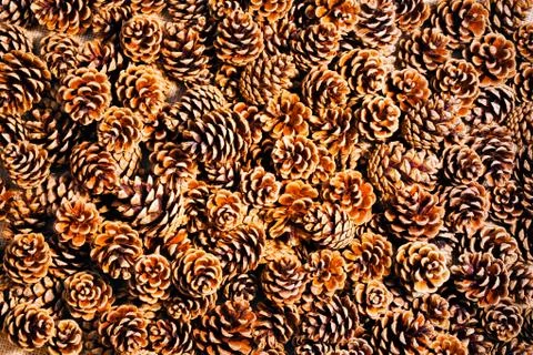 Pine cones Stock Photos
