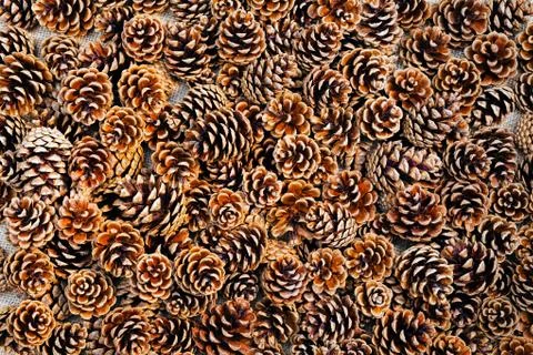 Pine cones Stock Photos