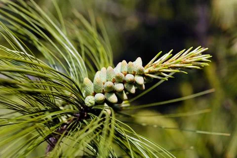 Pine cones Stock Photos