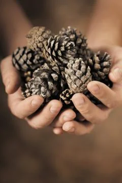 Pine Cones Stock-Fotos
