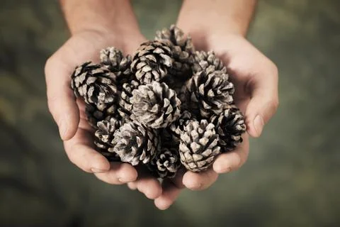 Pine Cones Stock Photos