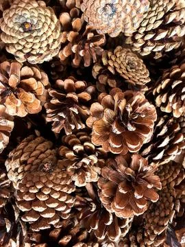 Pine cones. Stock Photos