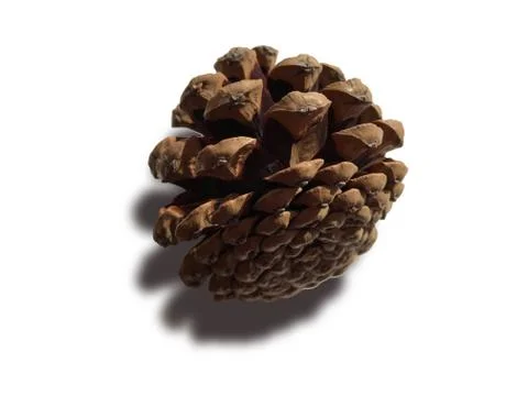 Pine cones. Stock Photos