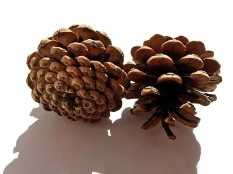 Pine cones. Stock Photos