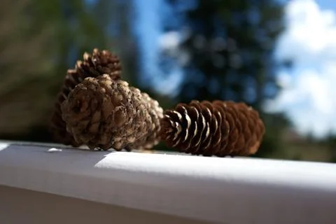 Pine Cones Stock Photos