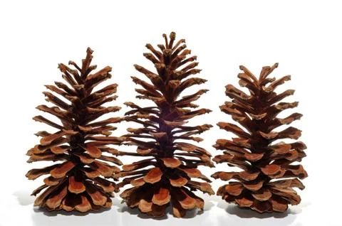 Pine Cones Foto stock