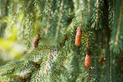 Pine cones Stock Photos