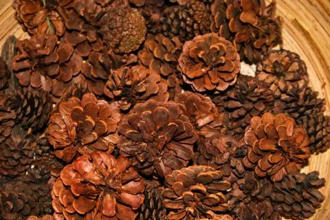 Pine Cones Stock Photos