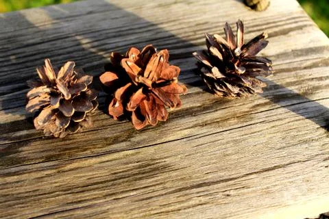 Pine cones Stock Photos