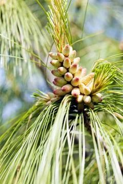 Pine cones Foto stock gratuite