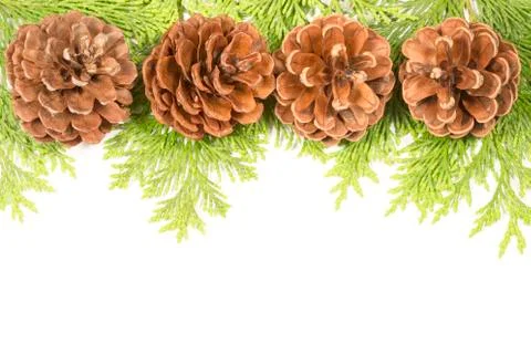 Pine cones Фото