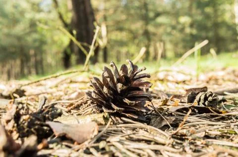  Pine cones Stock Photos