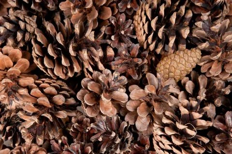 Pine cones Stock Photos