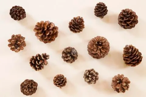 Pine cones Фото