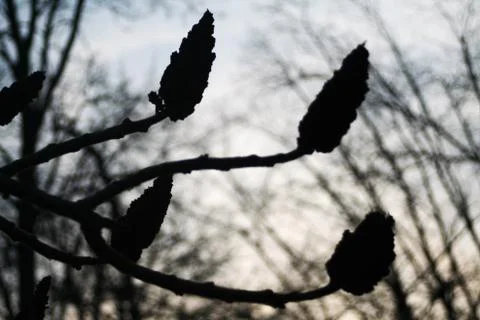 Pine Cones Stock Photos