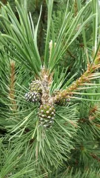PINE  CONES Stock Photos