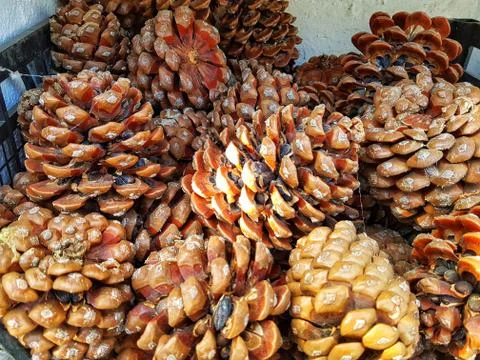 Pine Cones Stock Photos
